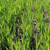 Hard Red Spring Wheat Cover Crop Seeds CP1-200_Base